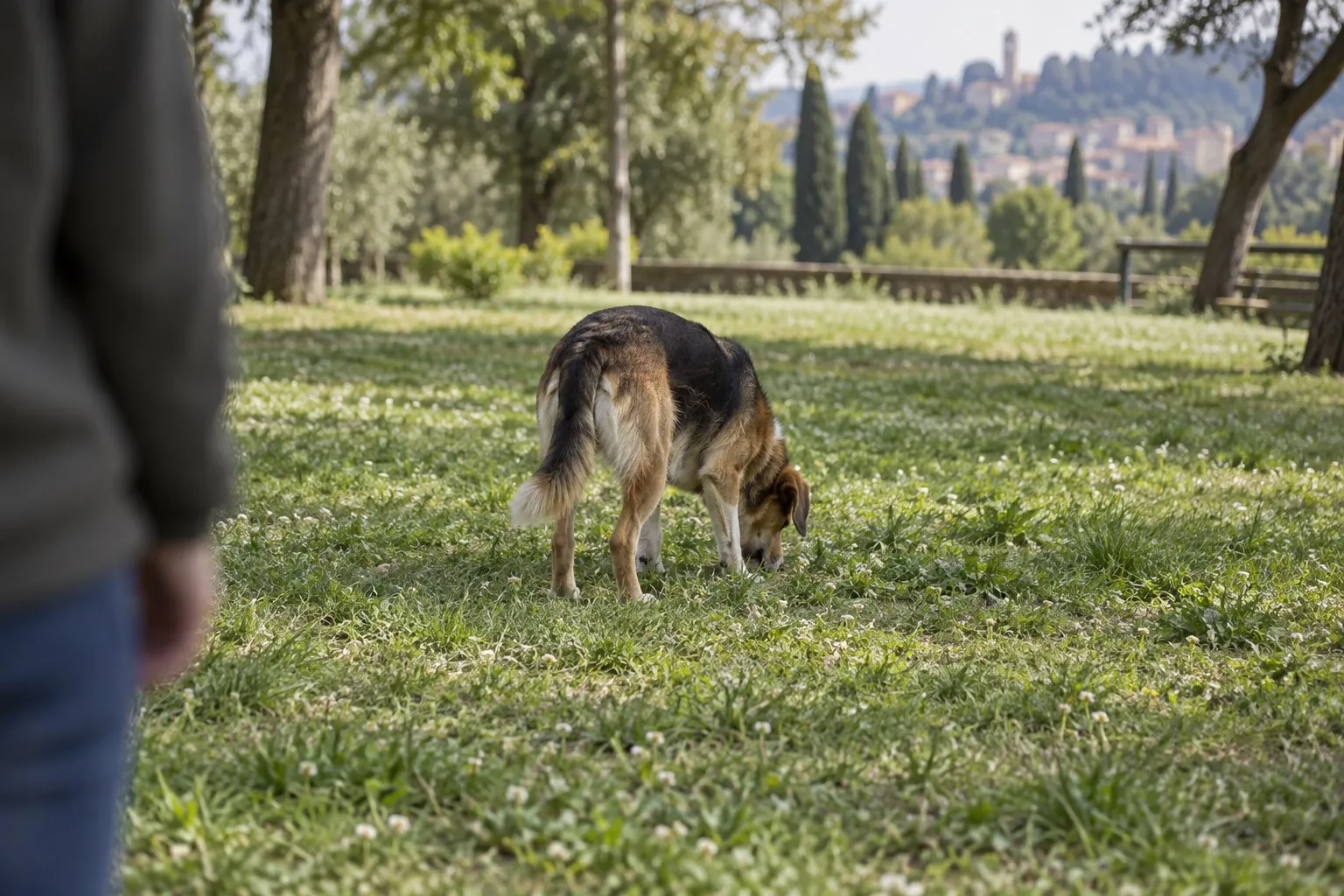Cane che annusa l'erba in mezzo a un prato mentre la persona, in primo piano, lo aspetta ancora